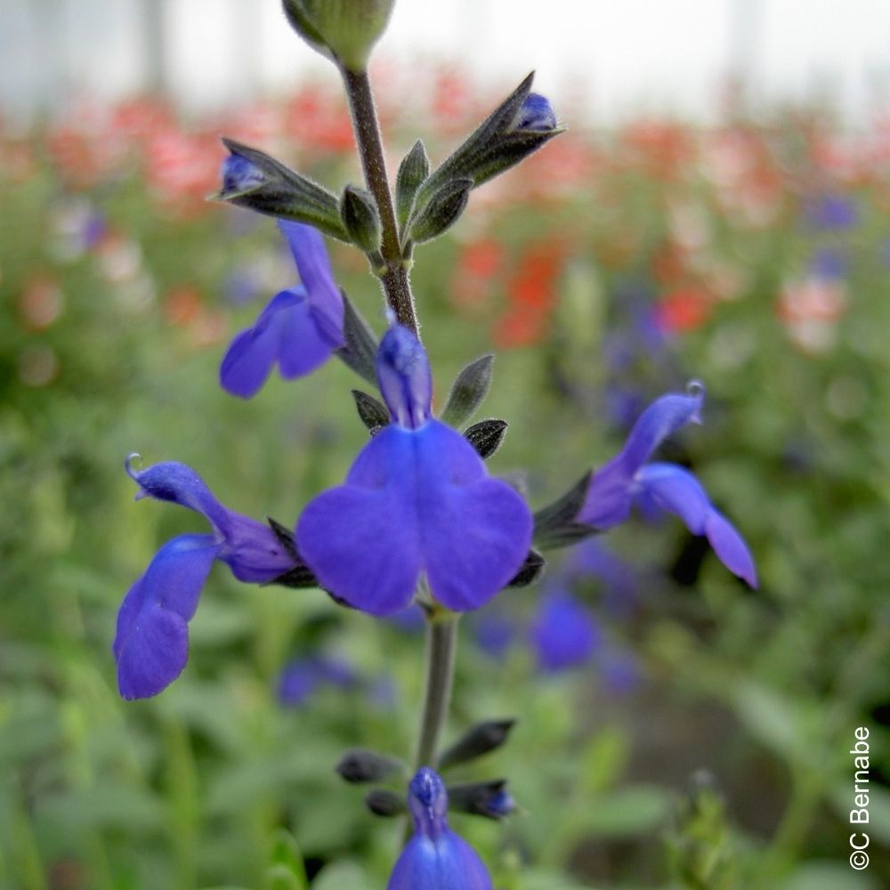 Salvia arbustiva Blue Note main product photo