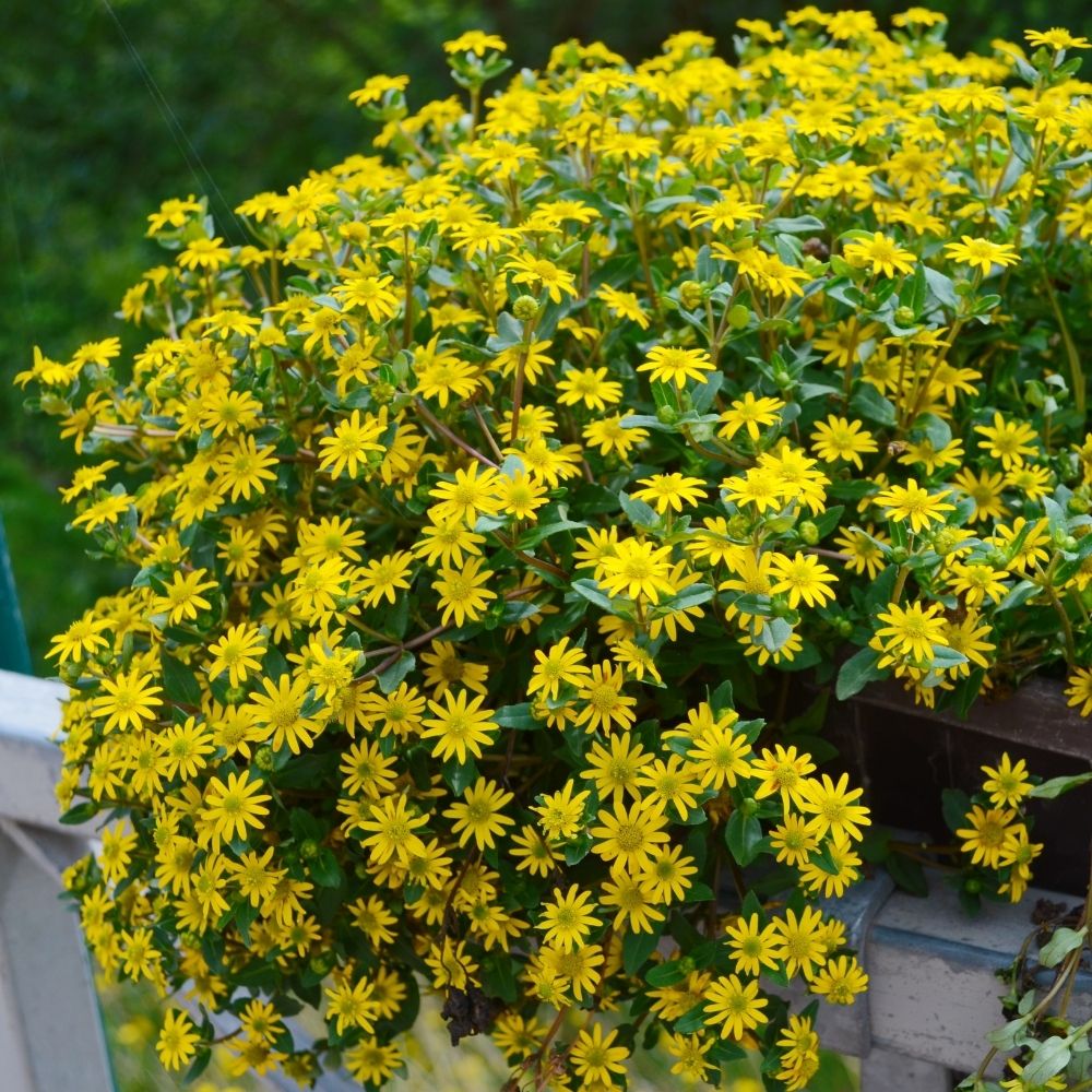 Sanvitalia speciosa Aztekengold main product photo