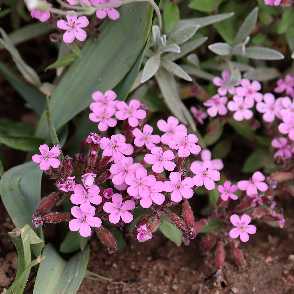 Saponaria rossa o Saponaria ocymoides main product photo