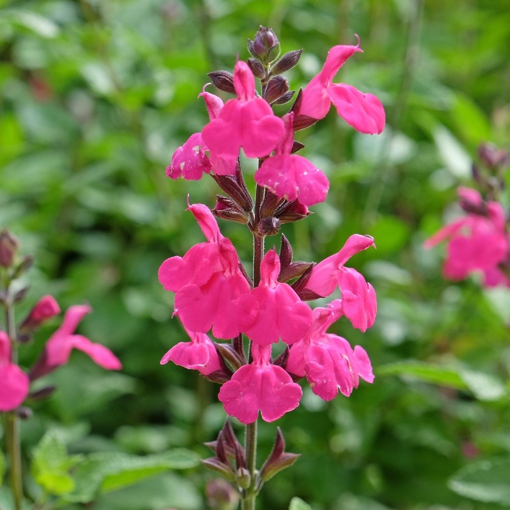 Salvia arbustiva Pluenn main product photo