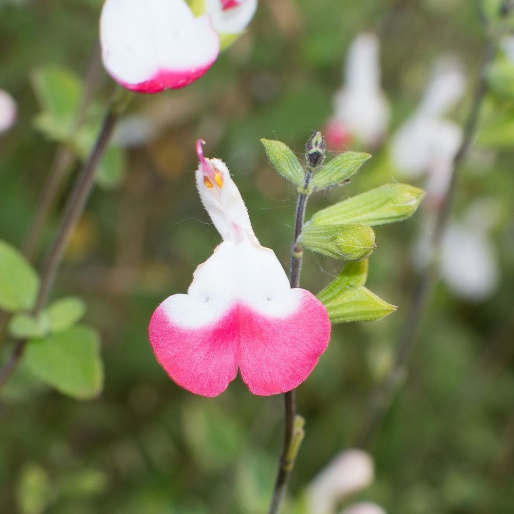 Salvia arbustiva Pink Lips main product photo
