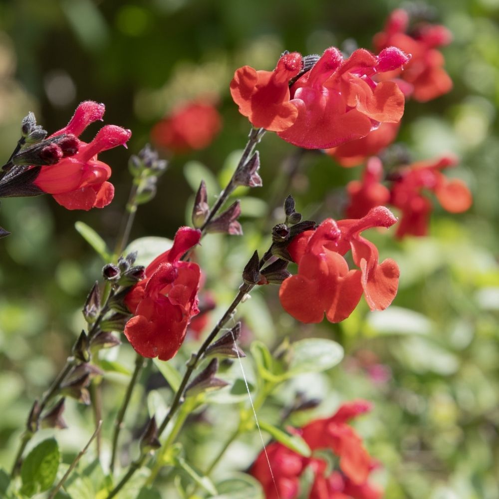 Salvia arbustiva Reve Rouge main product photo