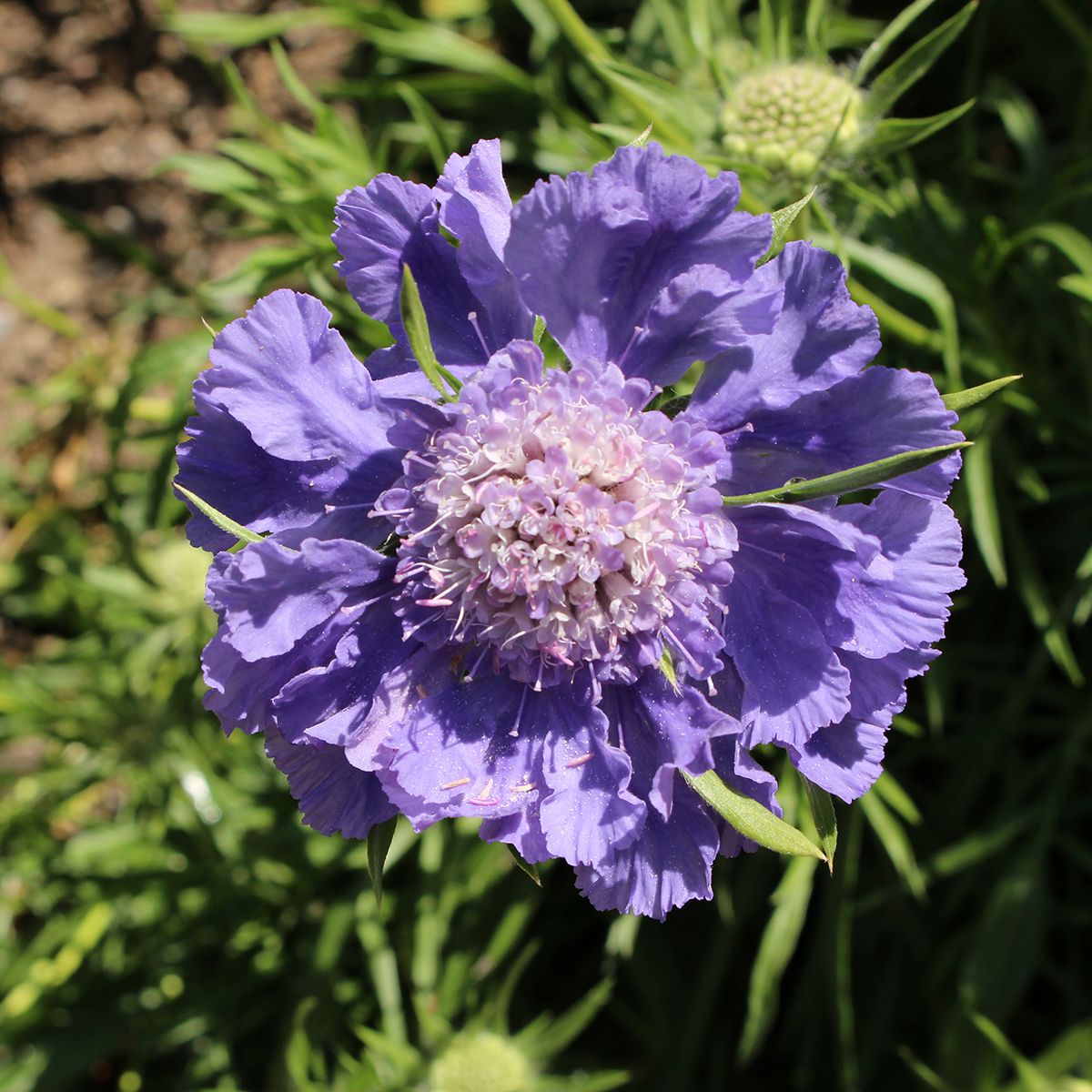 Scabiosa caucasica Fama main product photo
