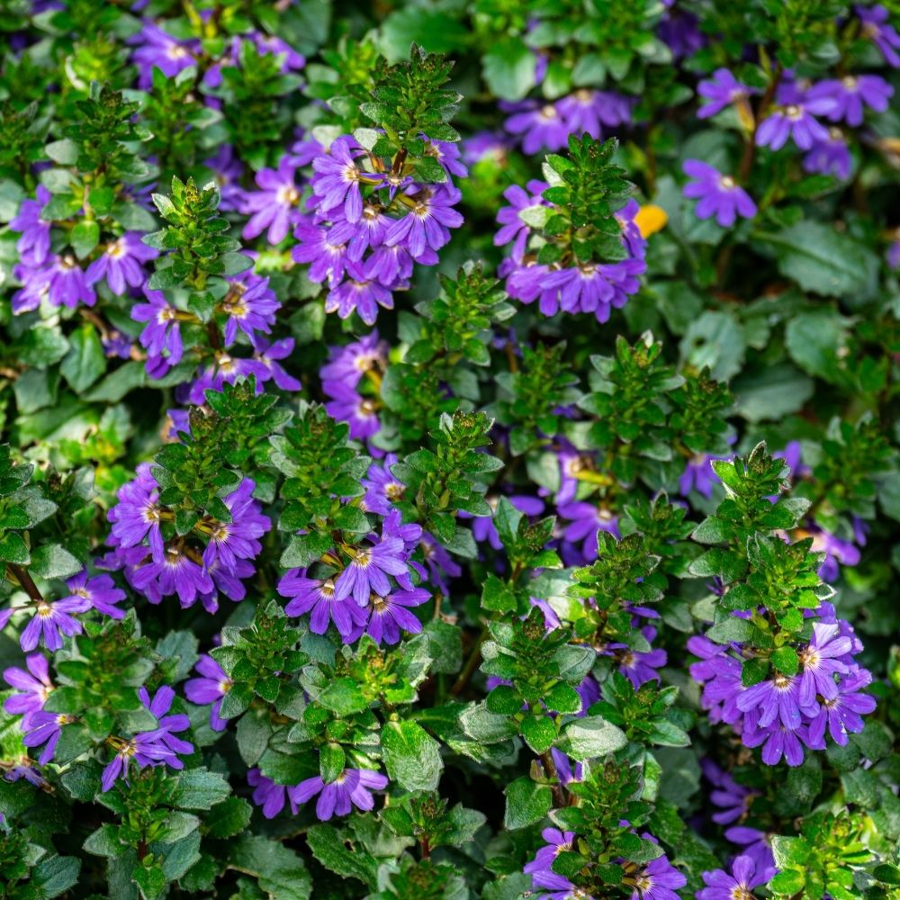 Scaevola Blue Touch main product photo