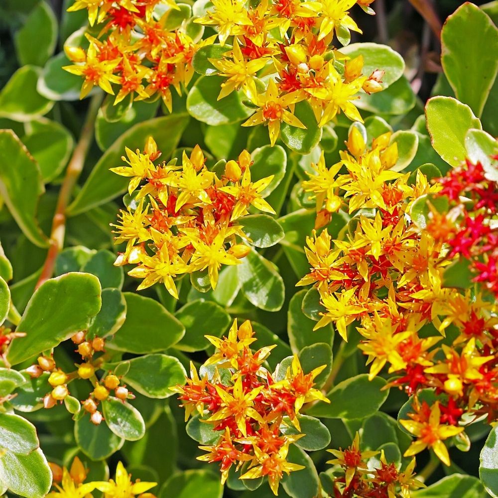 Sedum Kamtschatka Variegato main product photo