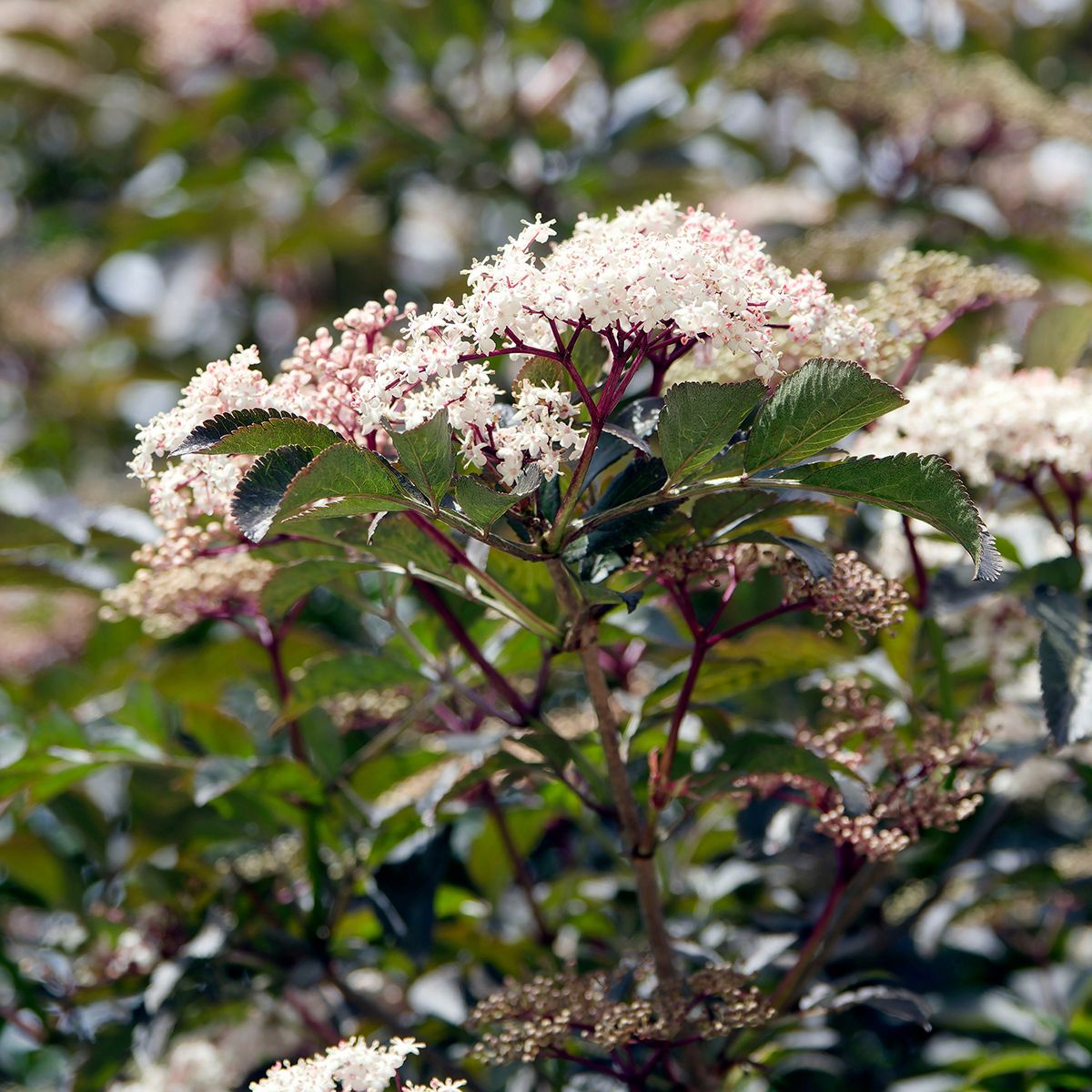 Sambuco nero o Sambucus nigra Black Beauty main product photo