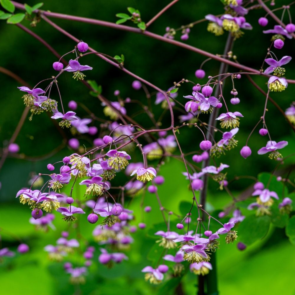 Pigamo o Thalictrum Splendide main product photo