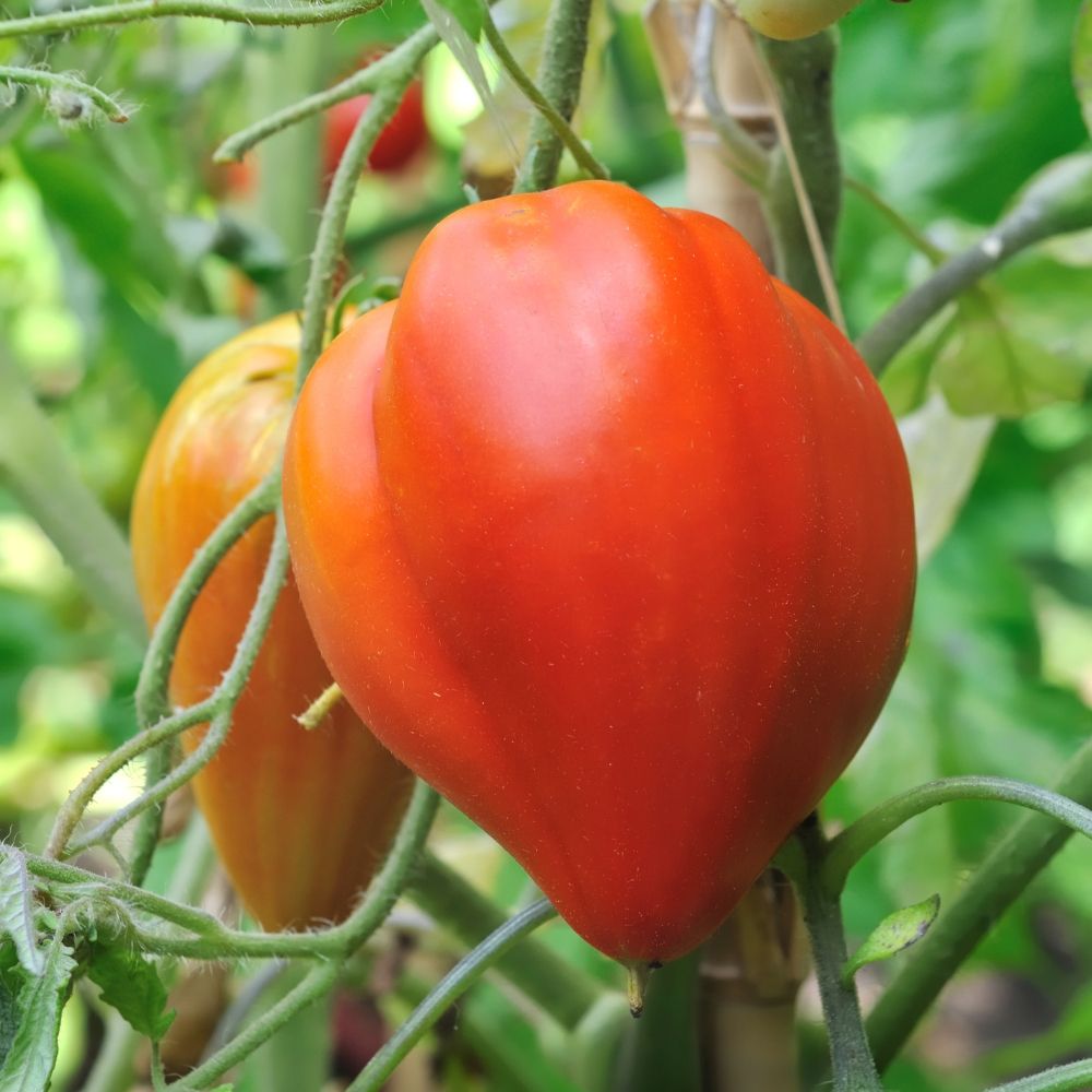 Pomodoro cuore di bue BIO main product photo