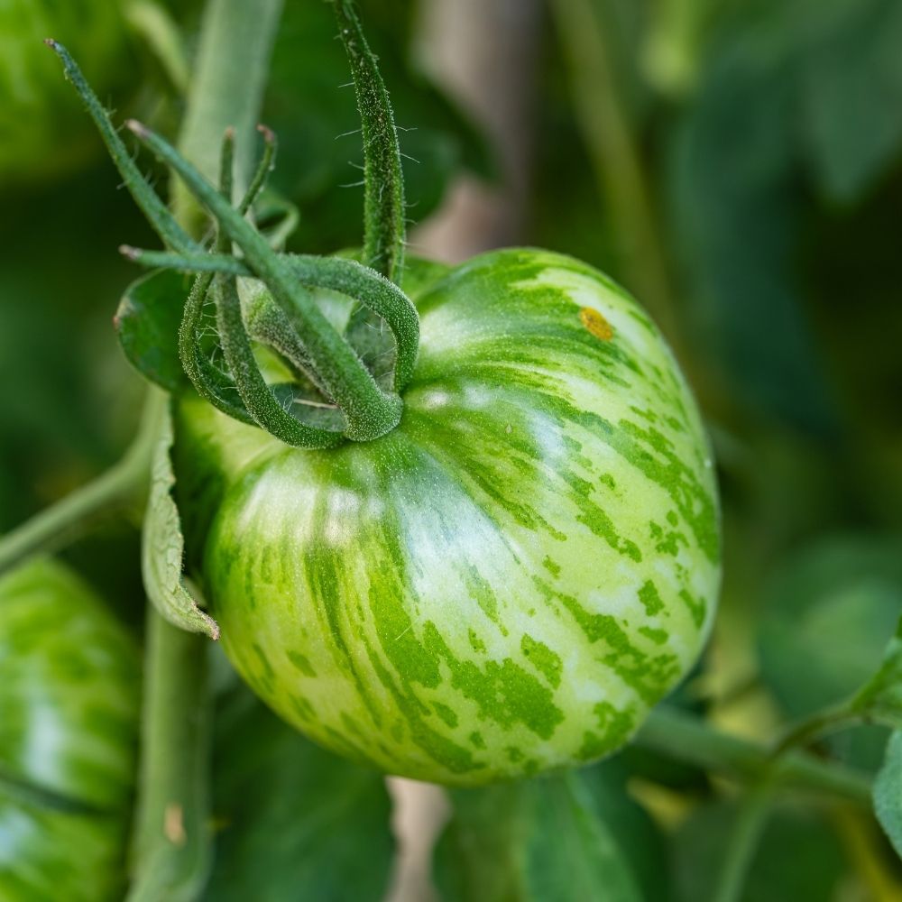 Pianta di Pomodoro Green Zebra main product photo