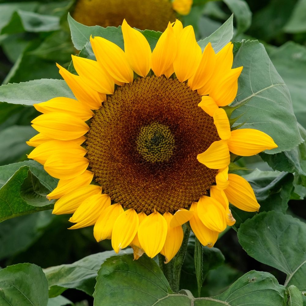 Girasole a fiore gigante main product photo