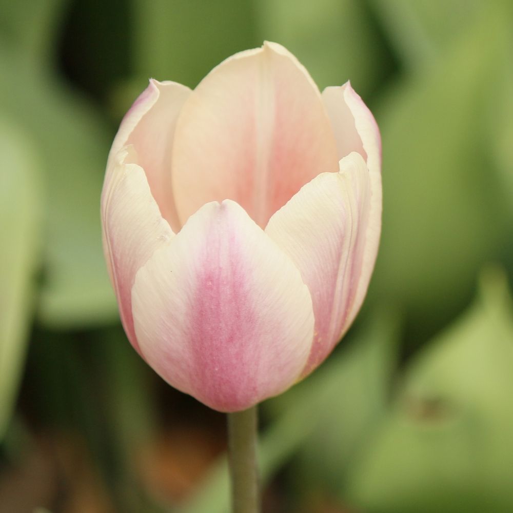 Tulipano Darwin Apricot Pride main product photo