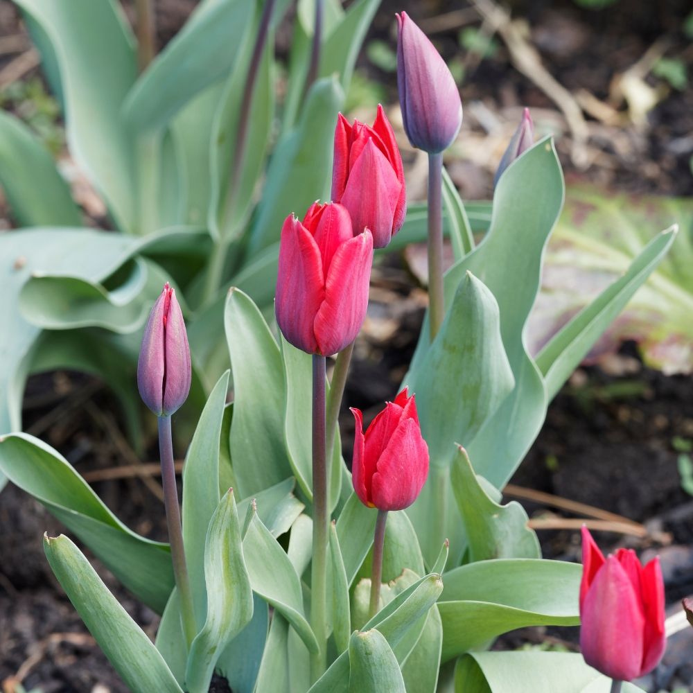 Tulipano Semplice Precoce Colore Cardinale main product photo