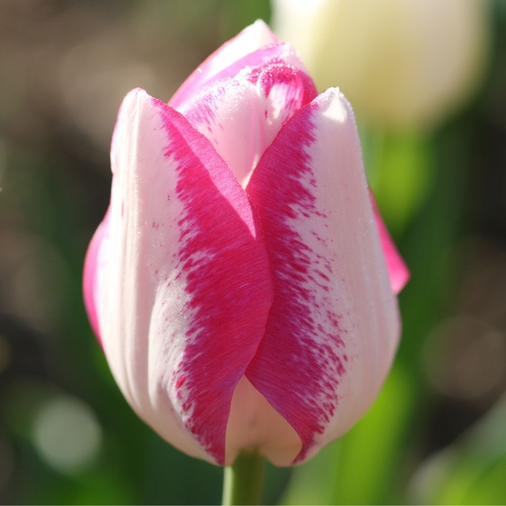 Tulipano Trionfo Affare main product photo