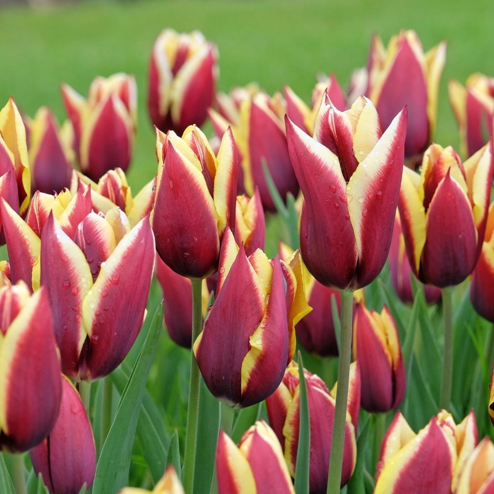 Tulipano Trionfo Gavota main product photo