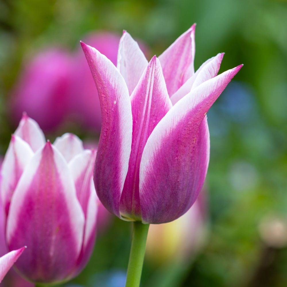 Tulipano Giglio Ballade main product photo