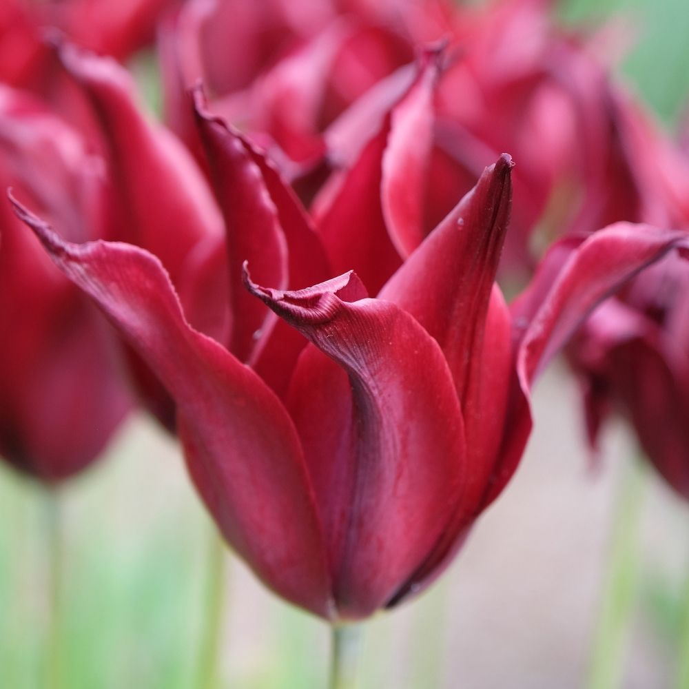 Tulipano Giglio Sarah Raven main product photo