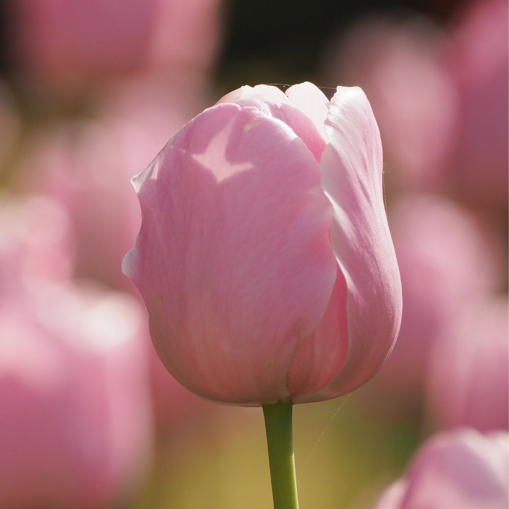Tulipano semplice tardivo Pink Diamond main product photo