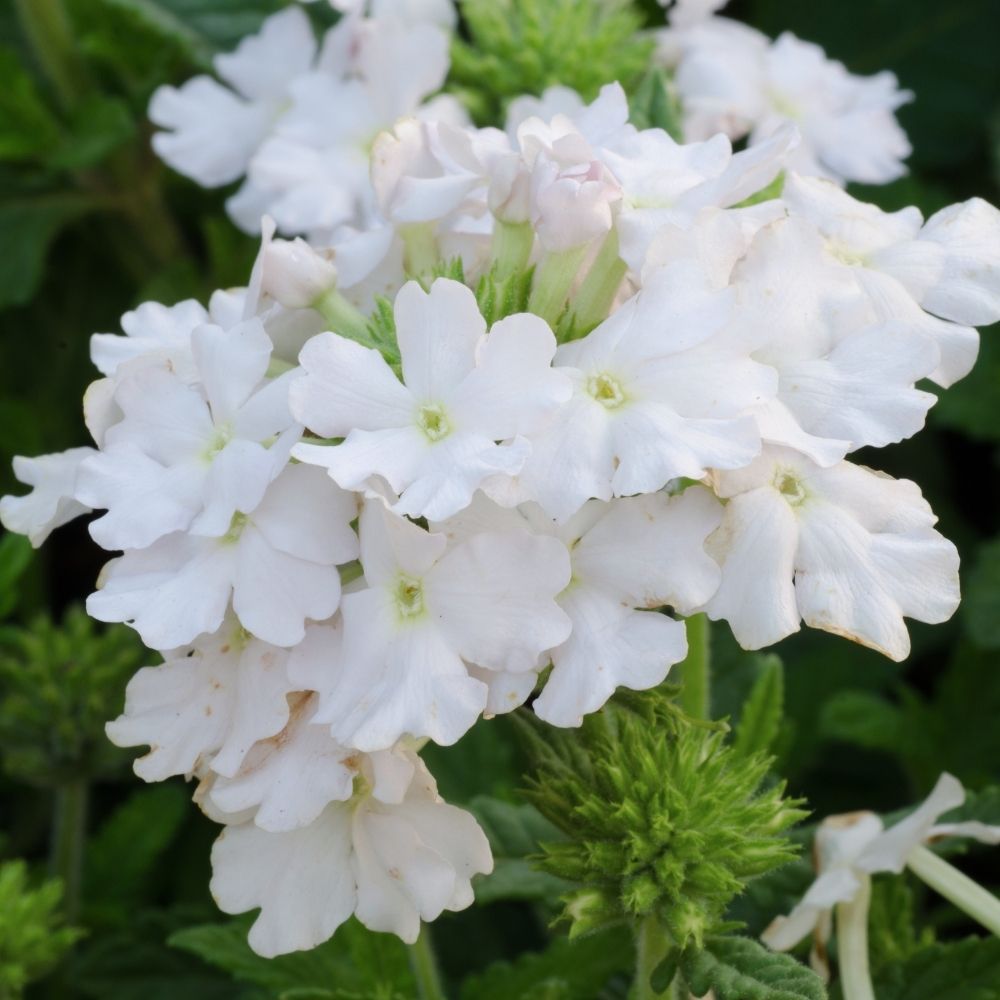Verbena VIRGO White main product photo