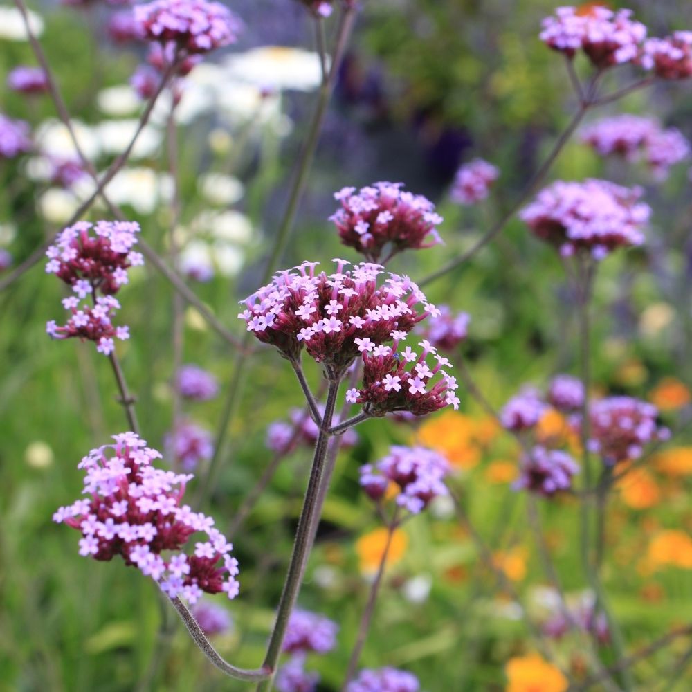 Verbena di Buenos Aires main product photo