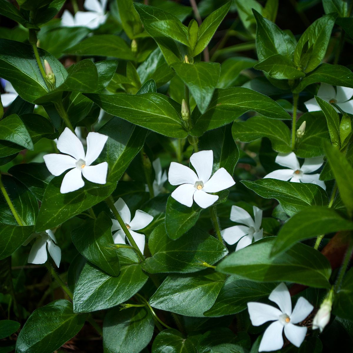 Pervinca minore bianca o Vinca minor Alba main product photo