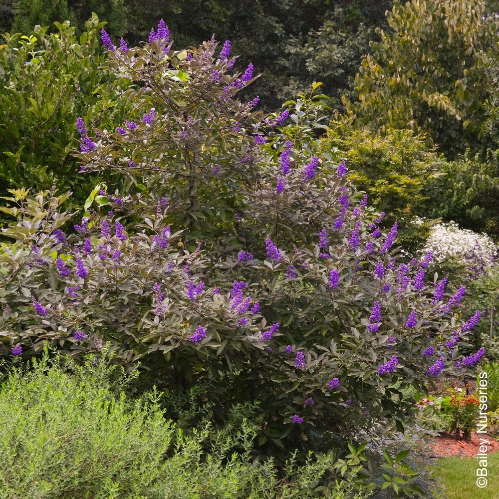 Agnocasto o Vitex Flip Side® main product photo