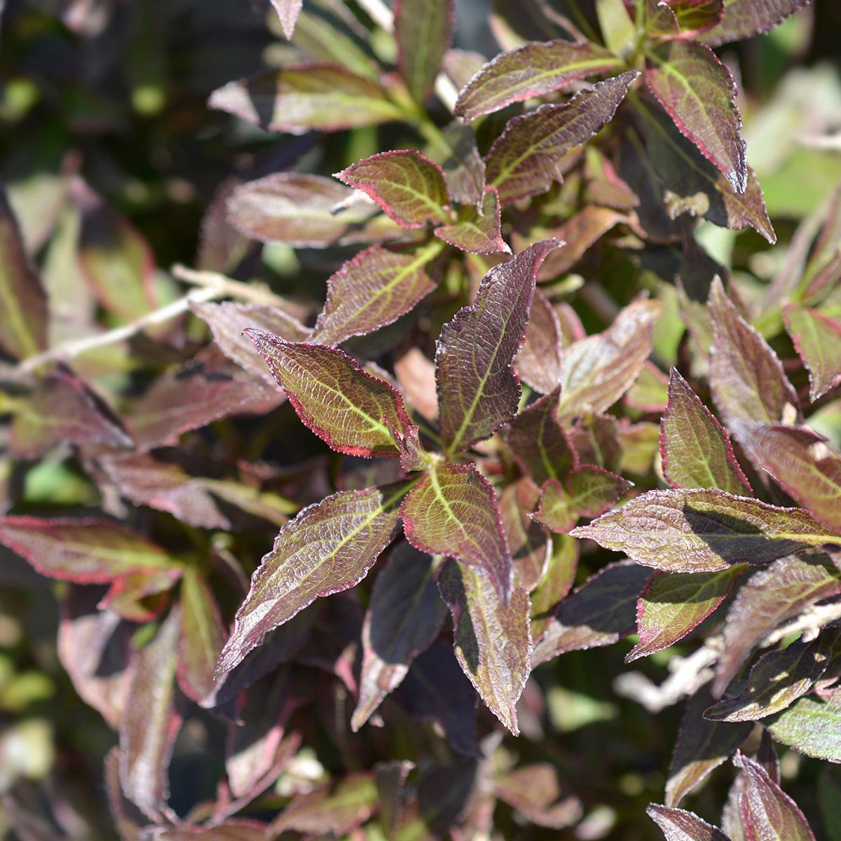 Weigelia Black and White main product photo