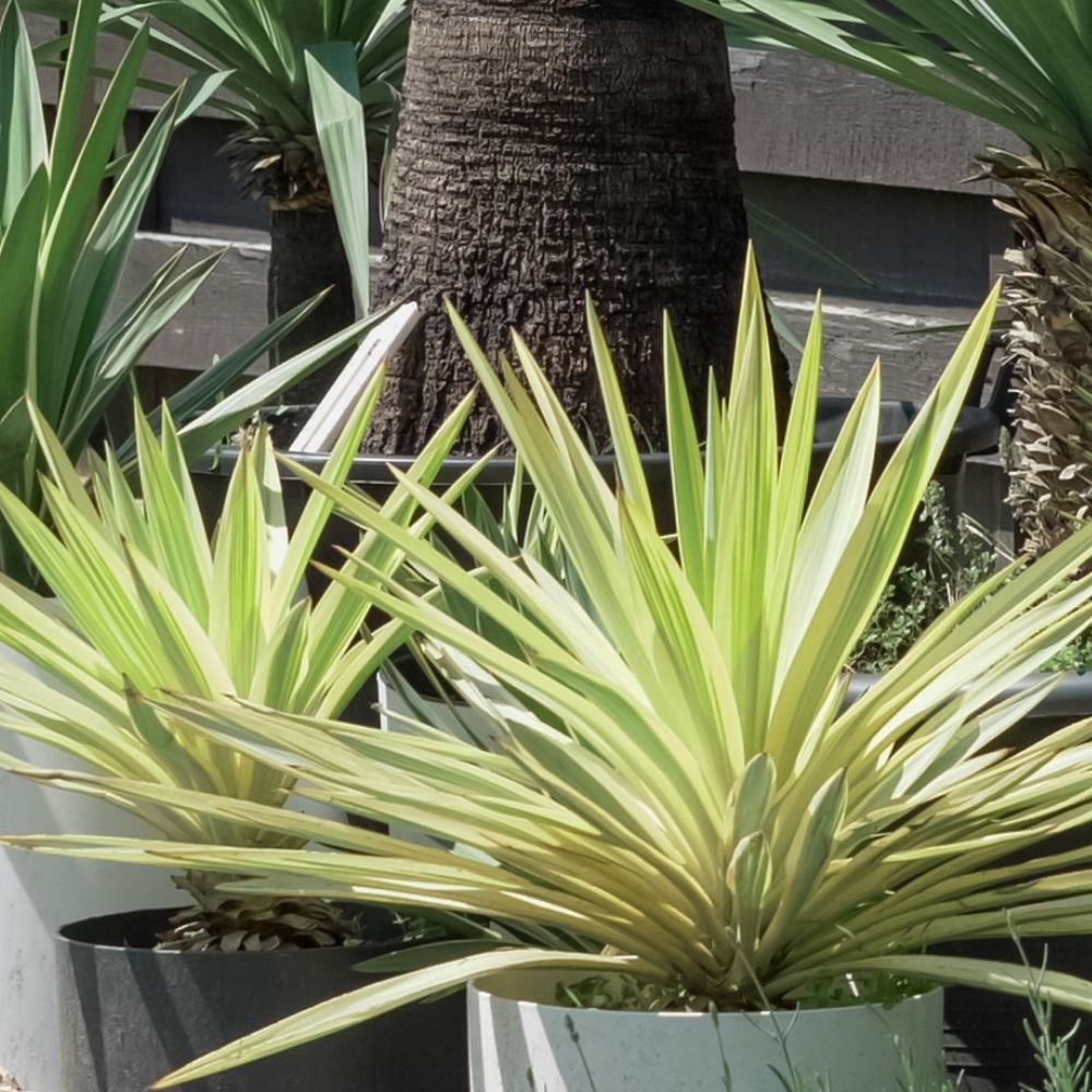 Yucca variegato Bright Star main product photo