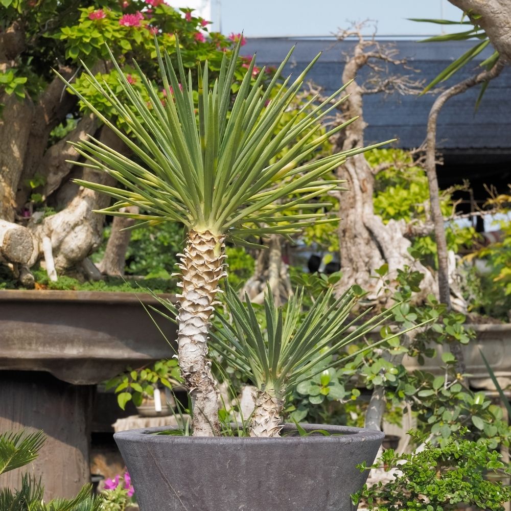 Yucca a foglie d'aloe o Yucca aloifolia main product photo