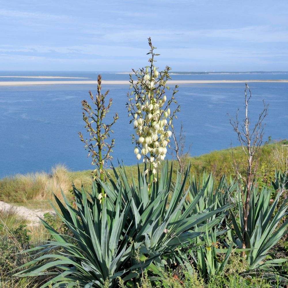 Yucca gloriosa main product photo