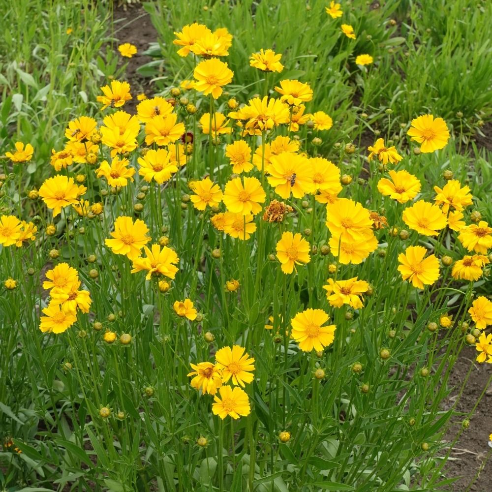 Coreopsis nano giallo main product photo