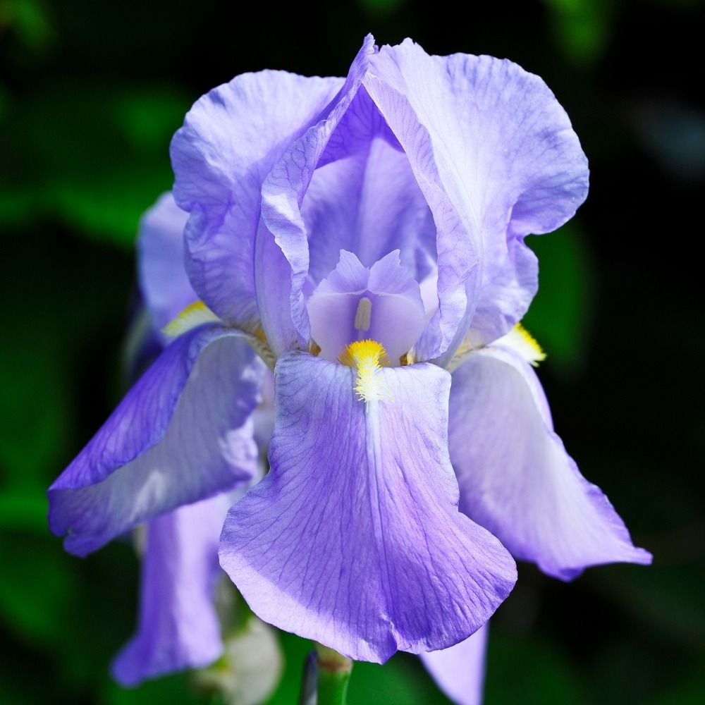 Iris a grandi fiori Blue Shimmer main product photo