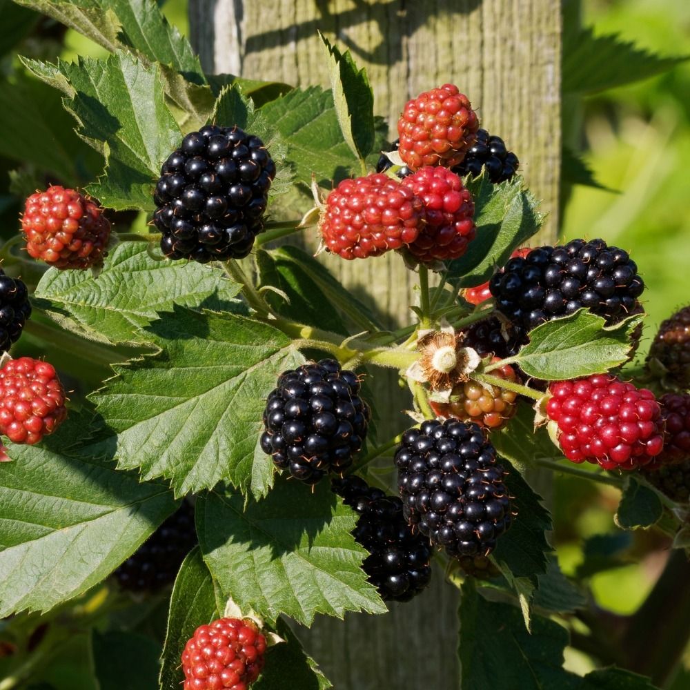 Mûrier smoothstem main product photo