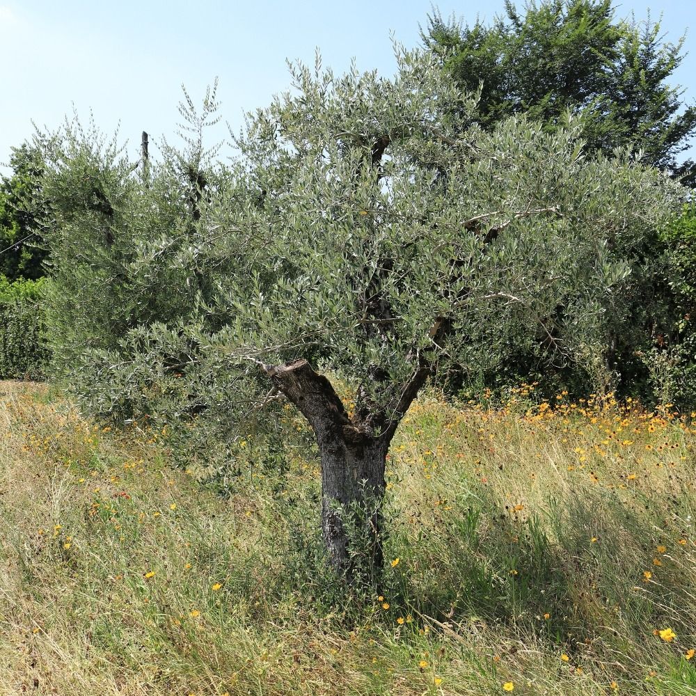 Olivo Leccino main product photo