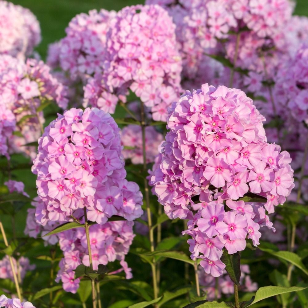 Phlox Paniculata Fullhorn main product photo