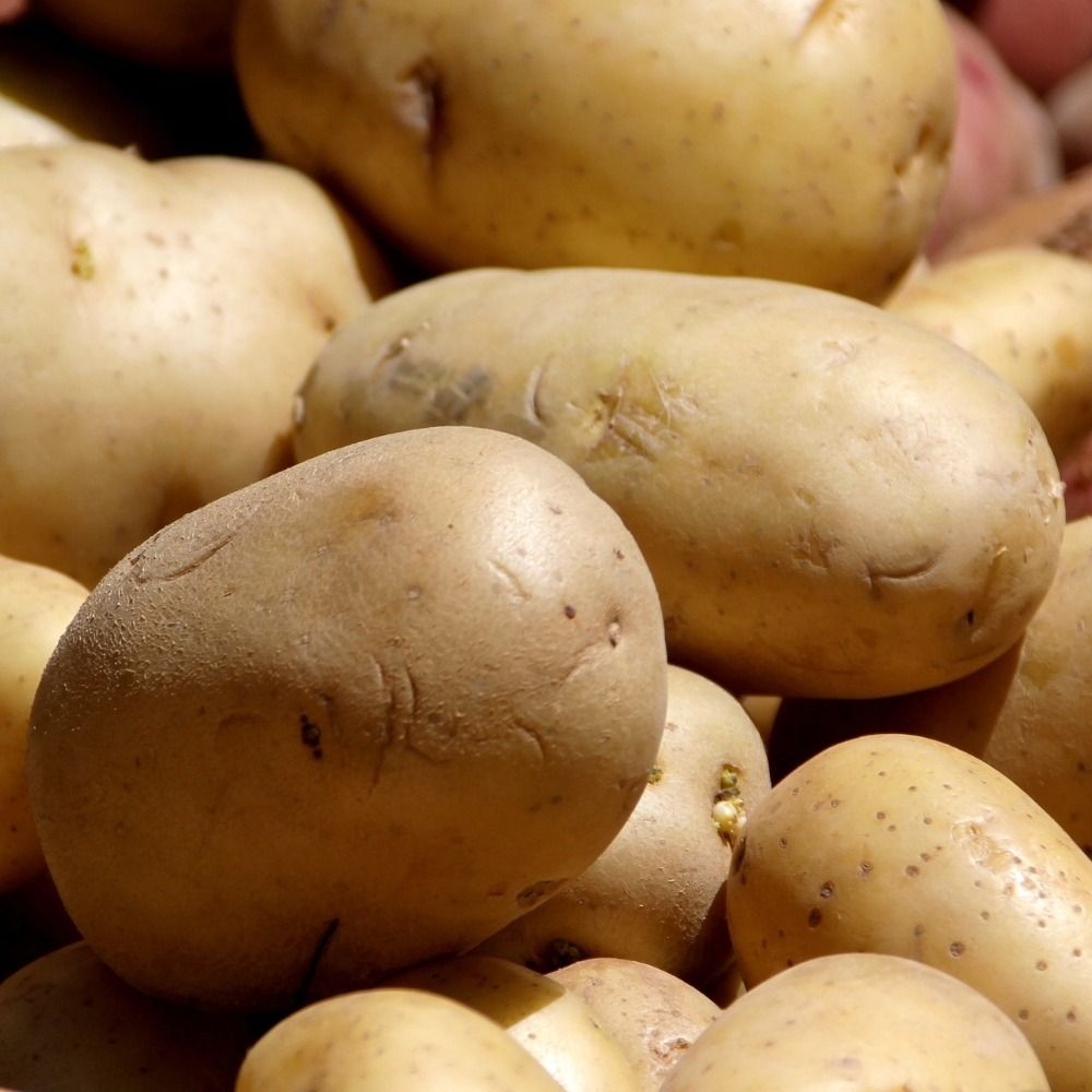 Patata Bintje main product photo