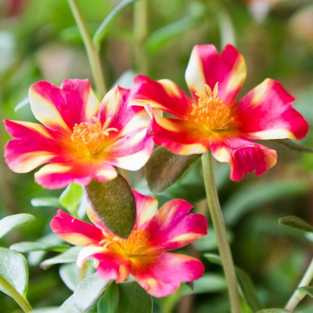 Pourpier portulaca DUNA ® purple cross main product photo