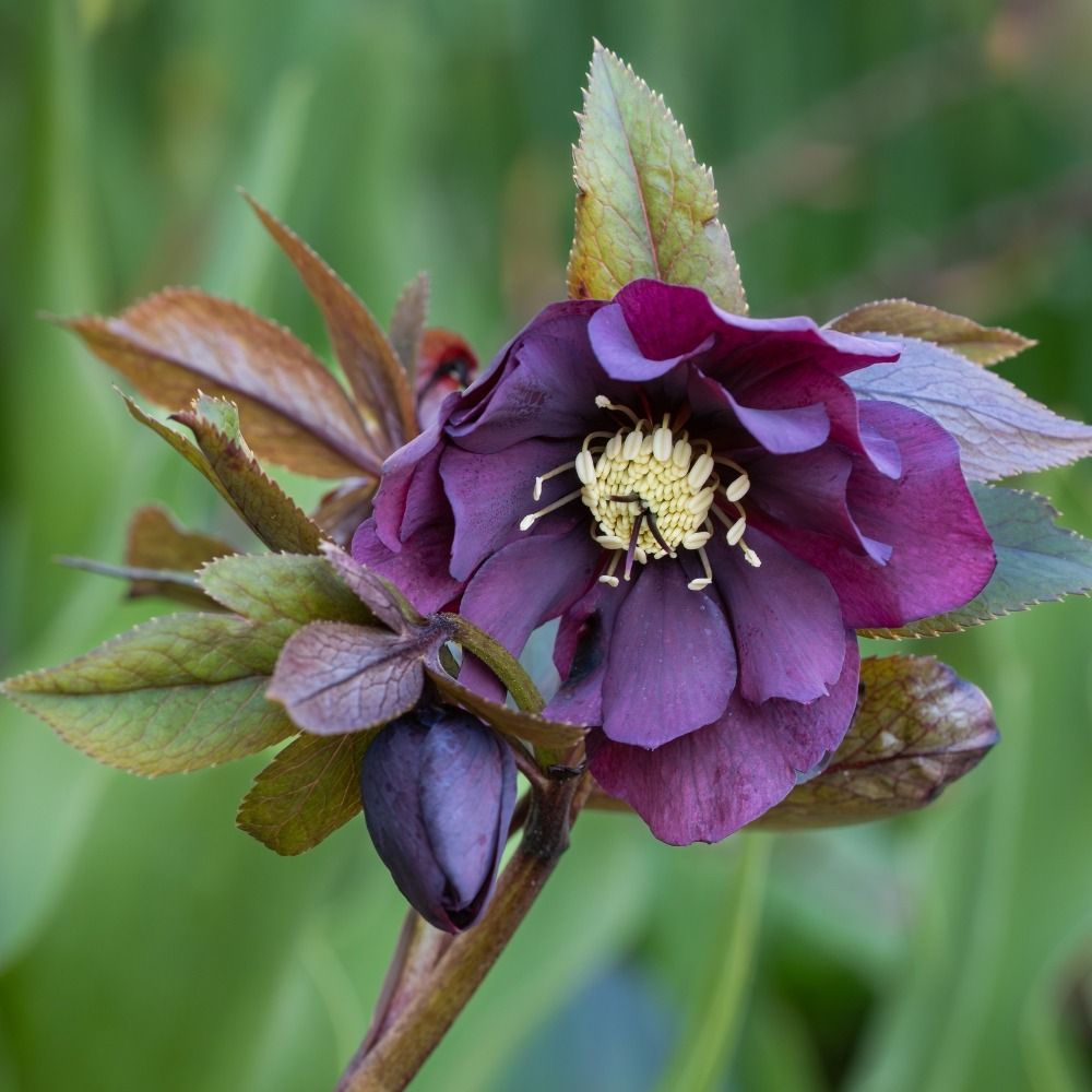 Rose de Noël Double Ellen Purple main product photo