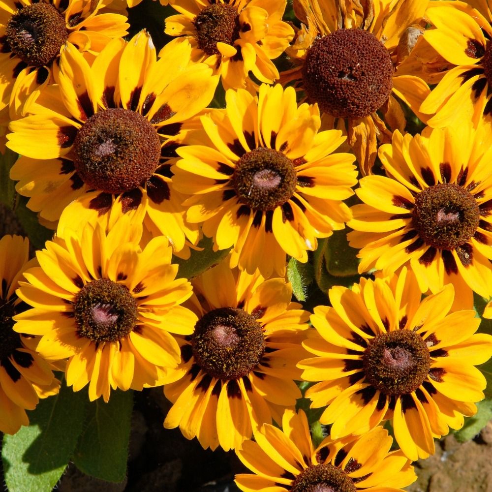 Rudbeckia nana Spotlight main product photo