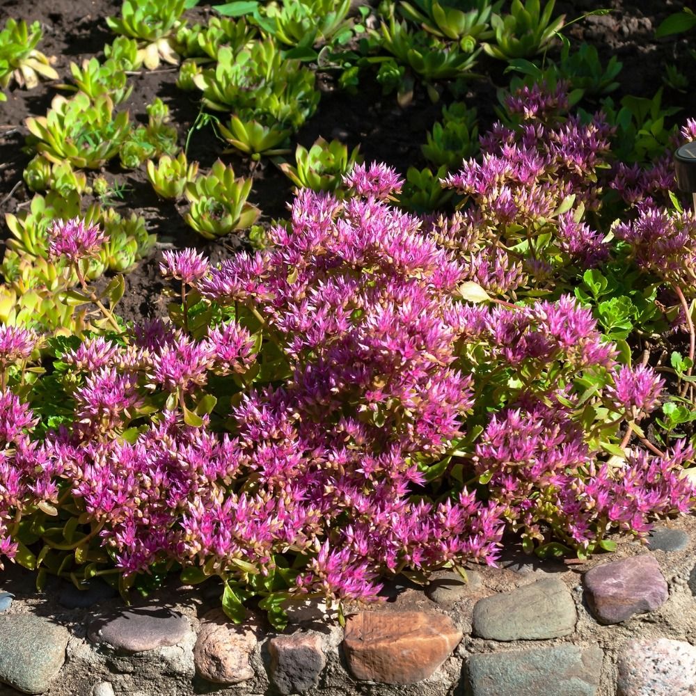 Sedum Spurium Rosa main product photo