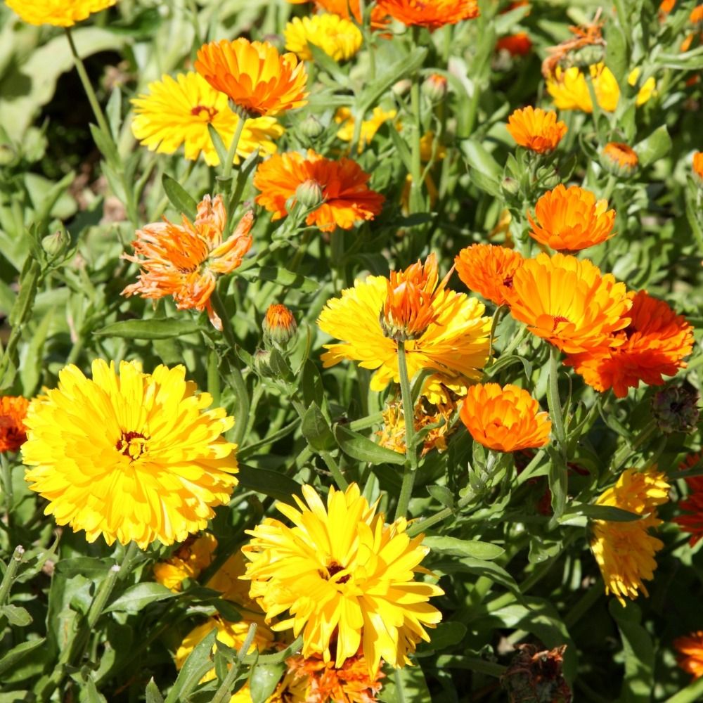 Calendula Doppia in mix La bustina main product photo