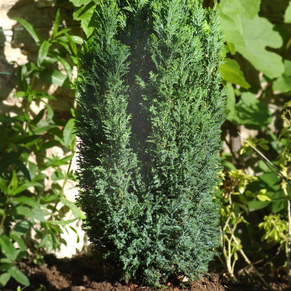 Falso cipresso o Chamaecyparis lawsoniana Ellwoodii main product photo