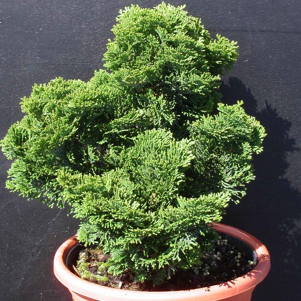 Cipresso di Hinoki o Chamaecyparis Obtusa Nana Gracilis main product photo