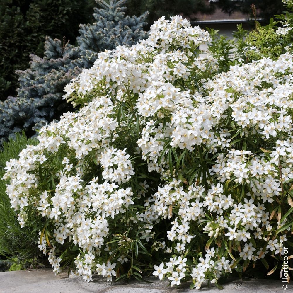 Arancio messicano, Choisya ternata ‘Aztec Pearl’ main product photo