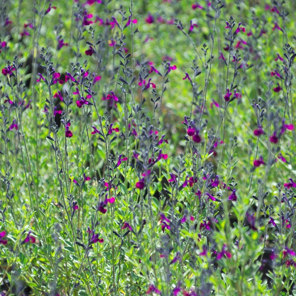 Salvia arbustiva o Salvia jamensis VIOLETTE DE LOIRE ® Barsal main product photo