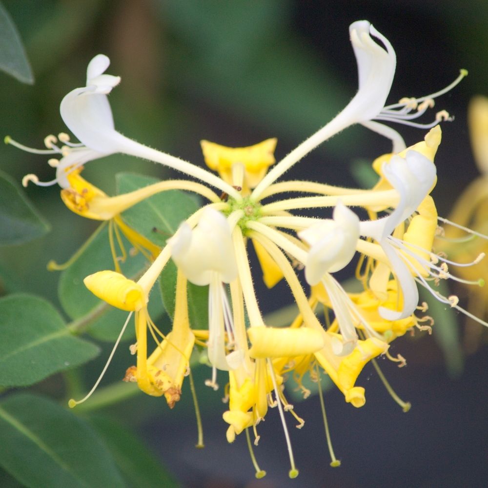 Caprifoglio atlantico o Lonicera periclymenum Scentsation main product photo