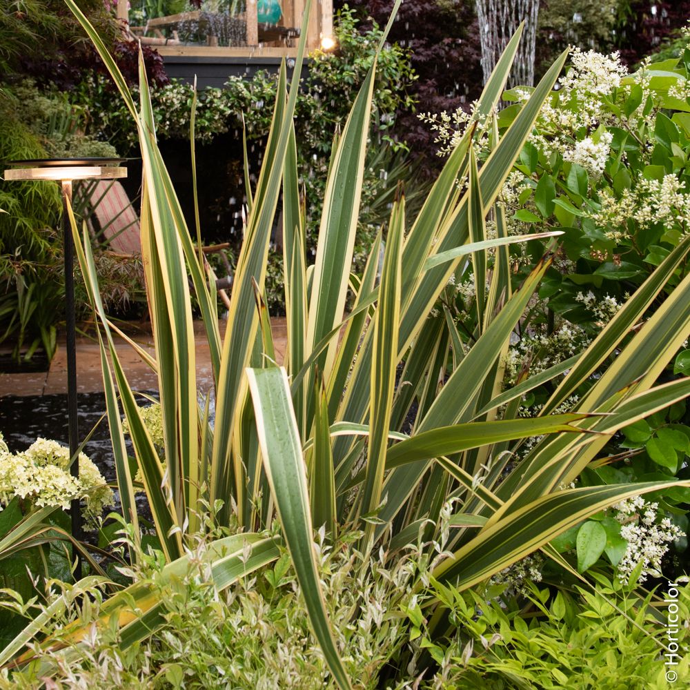 Lino della Nuova Zelanda variegato o Phormium tenax ‘Variegatum’ main product photo