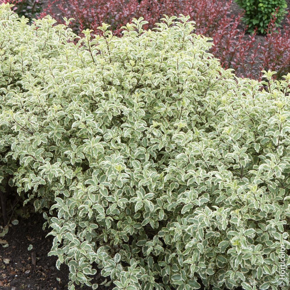 Pittosporum tenuifolium ‘Variegatum’ o Pittosporo a foglie piccole variegato main product photo
