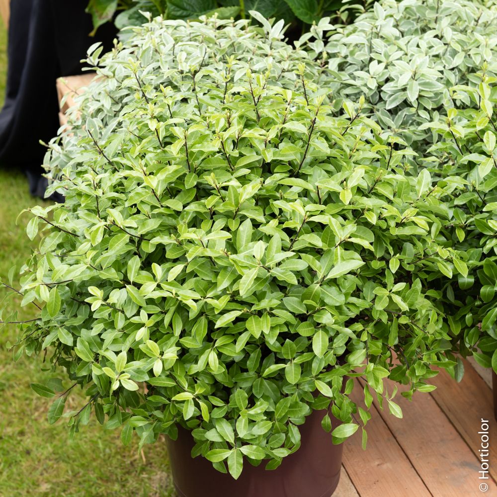 Pittosporum tenuifolium ‘Golf Ball’ o pittosporo a foglie piccole potato a sfera main product photo