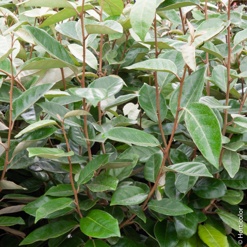 Elaeagnus X ebbingei o Eleagno di Ebbing main product photo