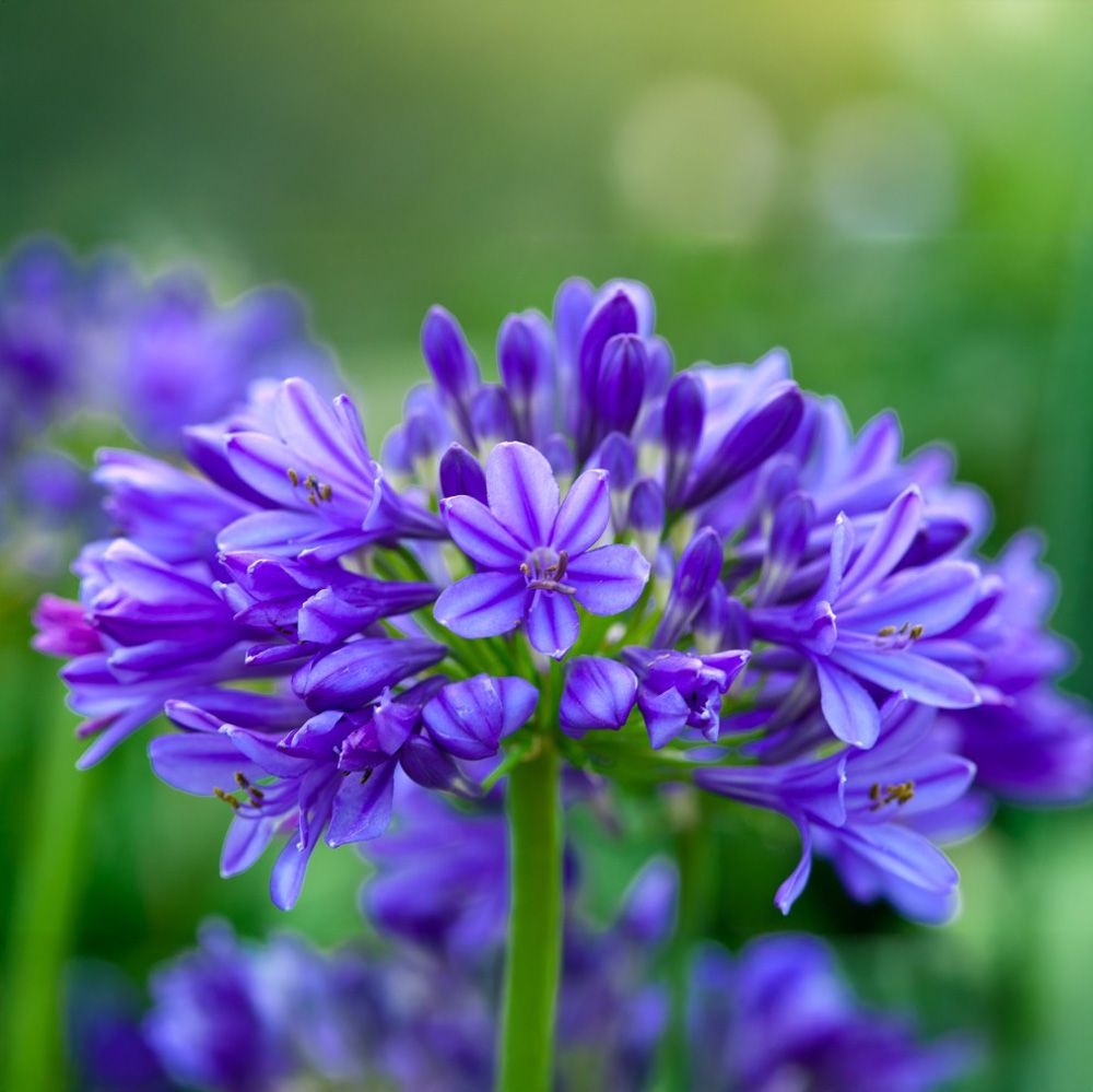 Agapanto Lapis Lazuli main product photo